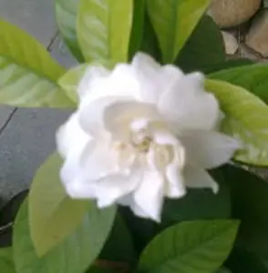Sheela Nithi Dhaya