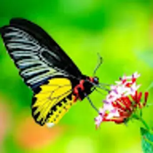 Patange Sahithi