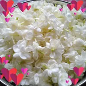 Aneesha Anshad